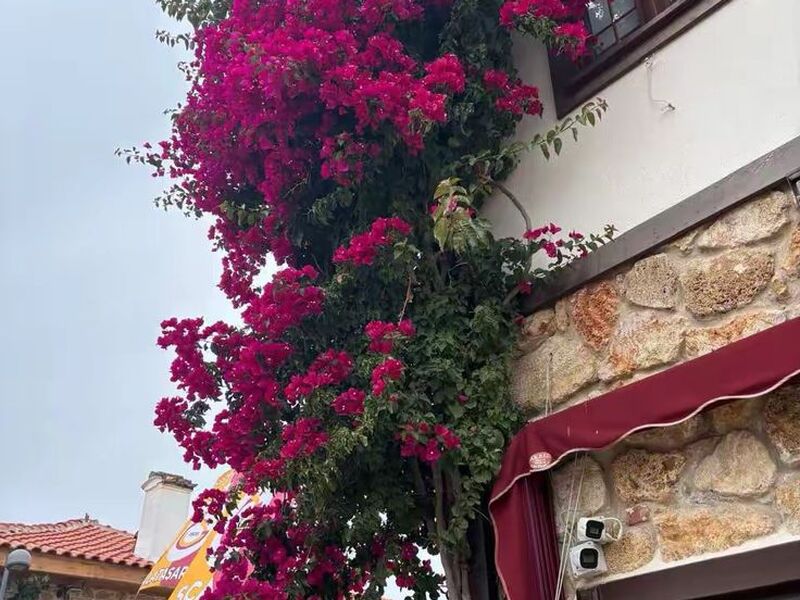 GÜNÜBİRLİK DATÇA BADEM ÇİÇEĞİ FESTİVALİ TURU