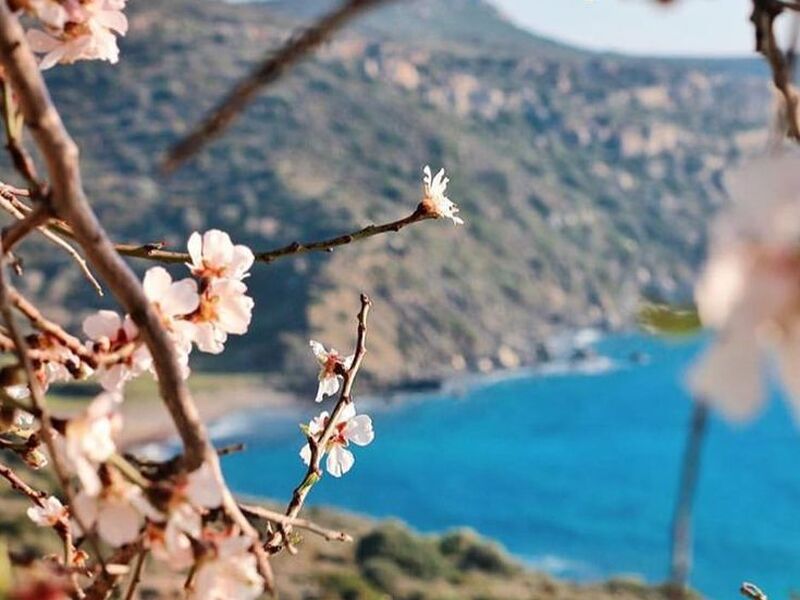 GÜNÜBİRLİK DATÇA BADEM ÇİÇEĞİ FESTİVALİ TURU