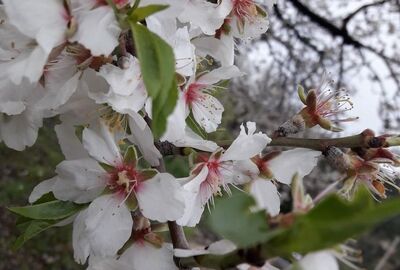 GÜNÜBİRLİK MARMARİS VE DATÇA TURU İZMİR ÇIKIŞLI