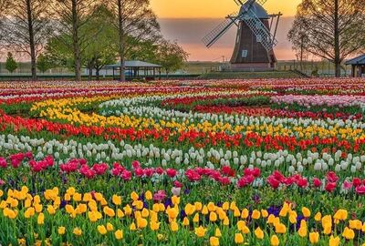 MEGA BENELUX & PARİS & KÖLN & ALSACE TURU Pegasus Havayolları ile 7 gece